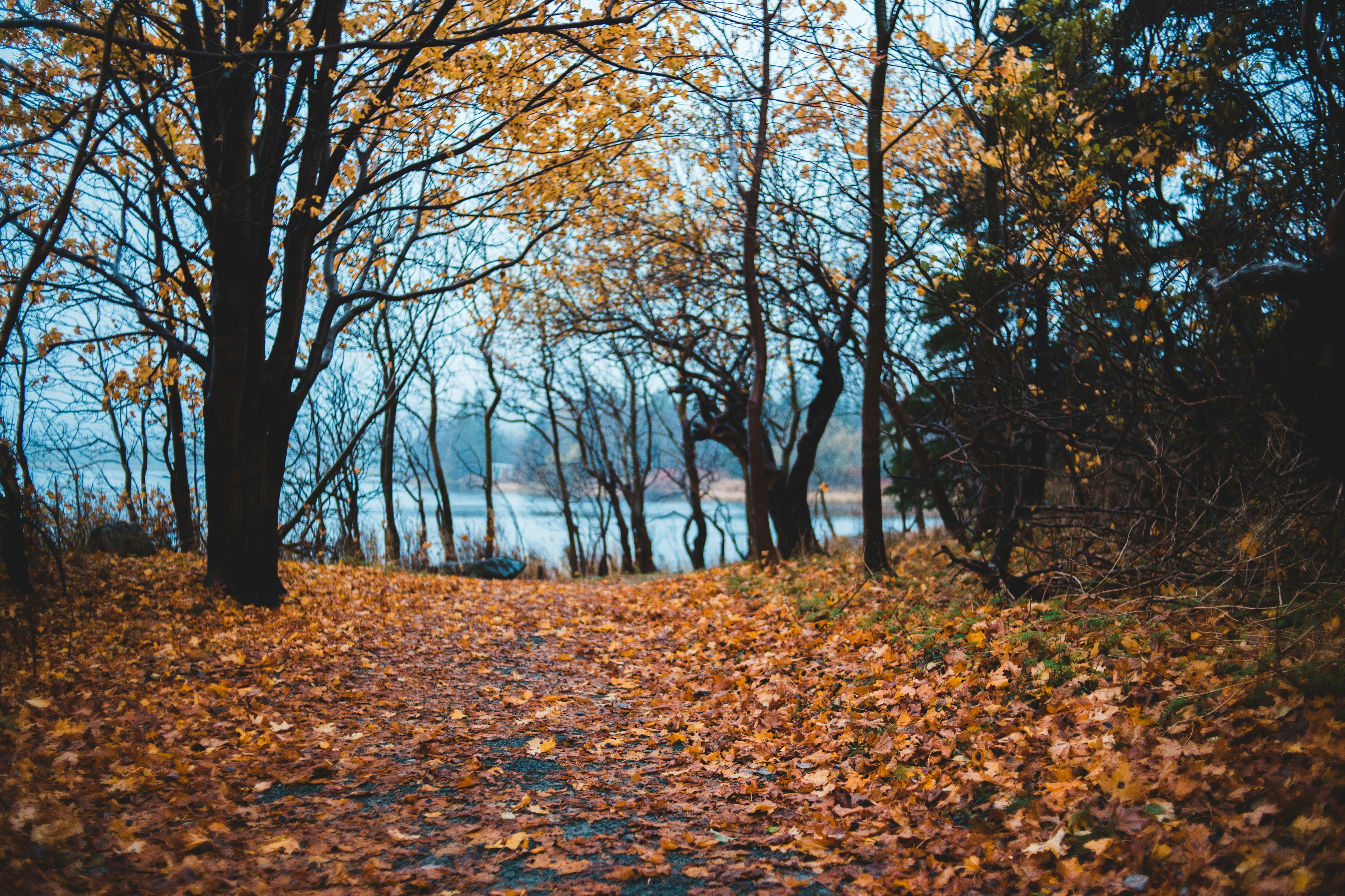 yellow-leafed trees